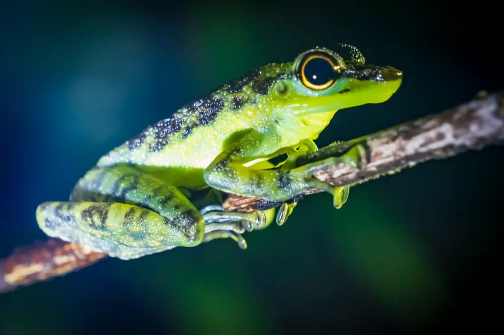 Afro-Asian Tree Frog