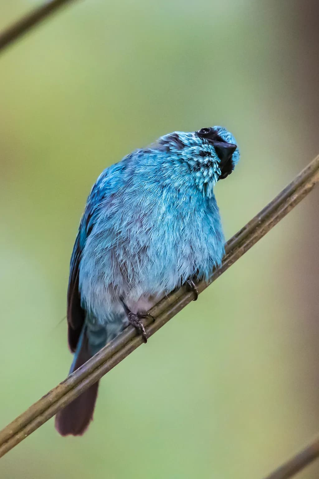 Verditer Warbling