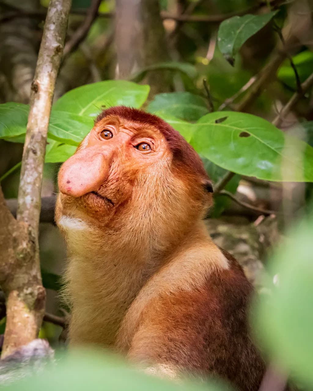 Long-Nosed Sentinel