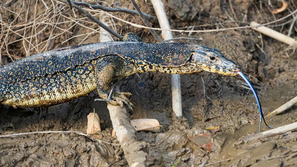 Asian water monitor