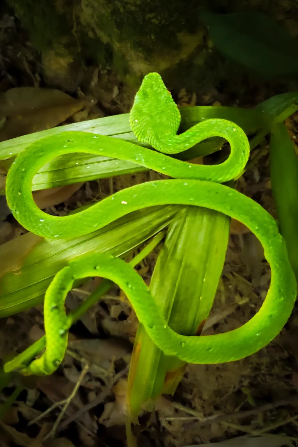 Bornean Green Viper