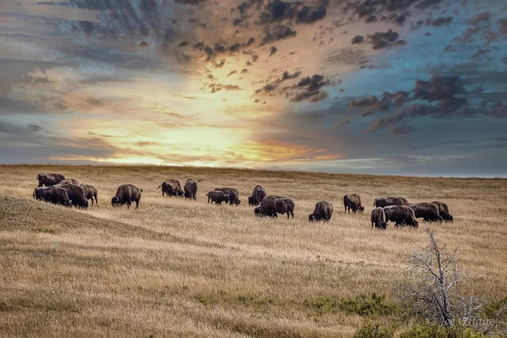 Prairie Herd at Dusk