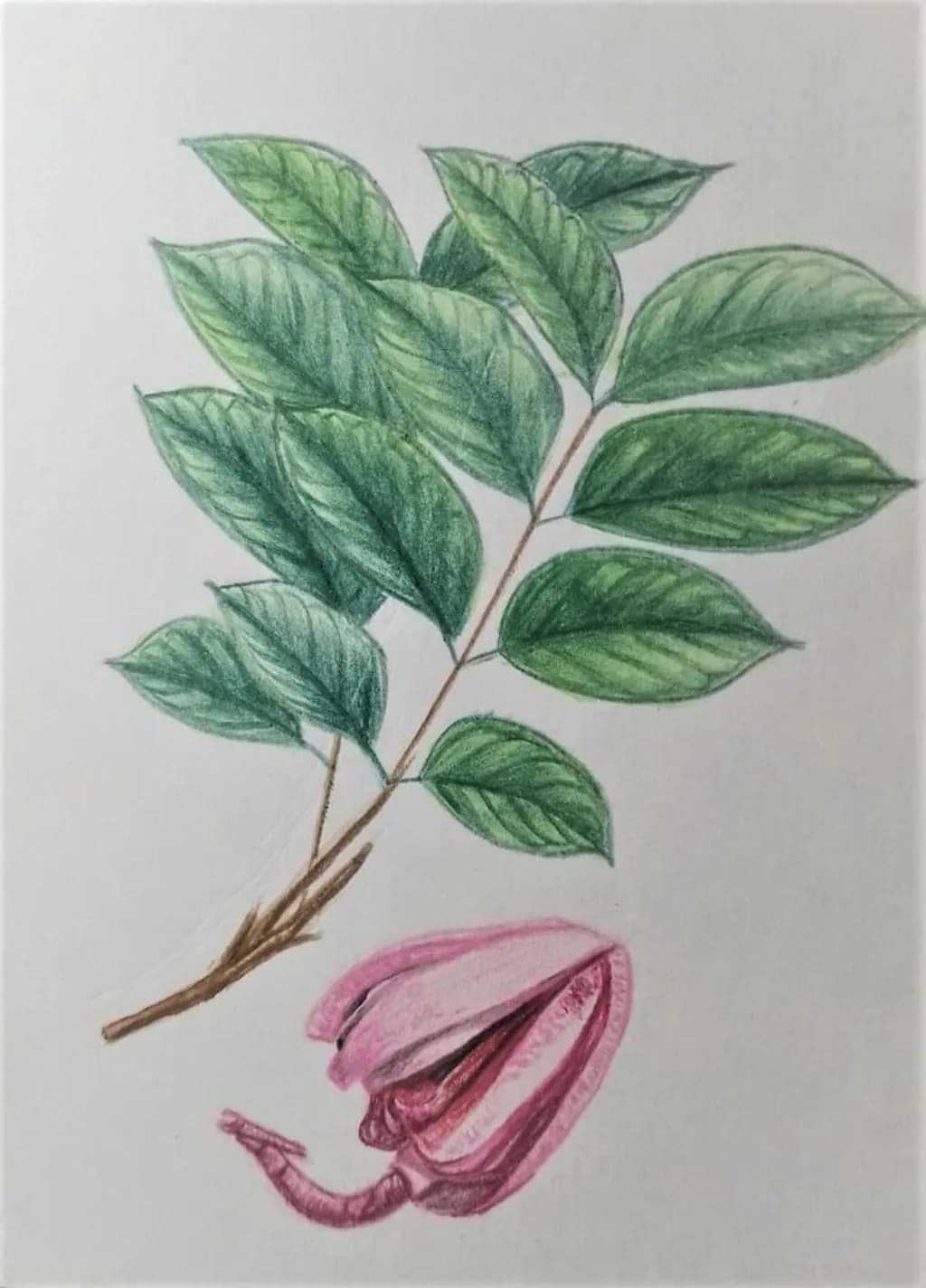 Swietenia Macrophylla
