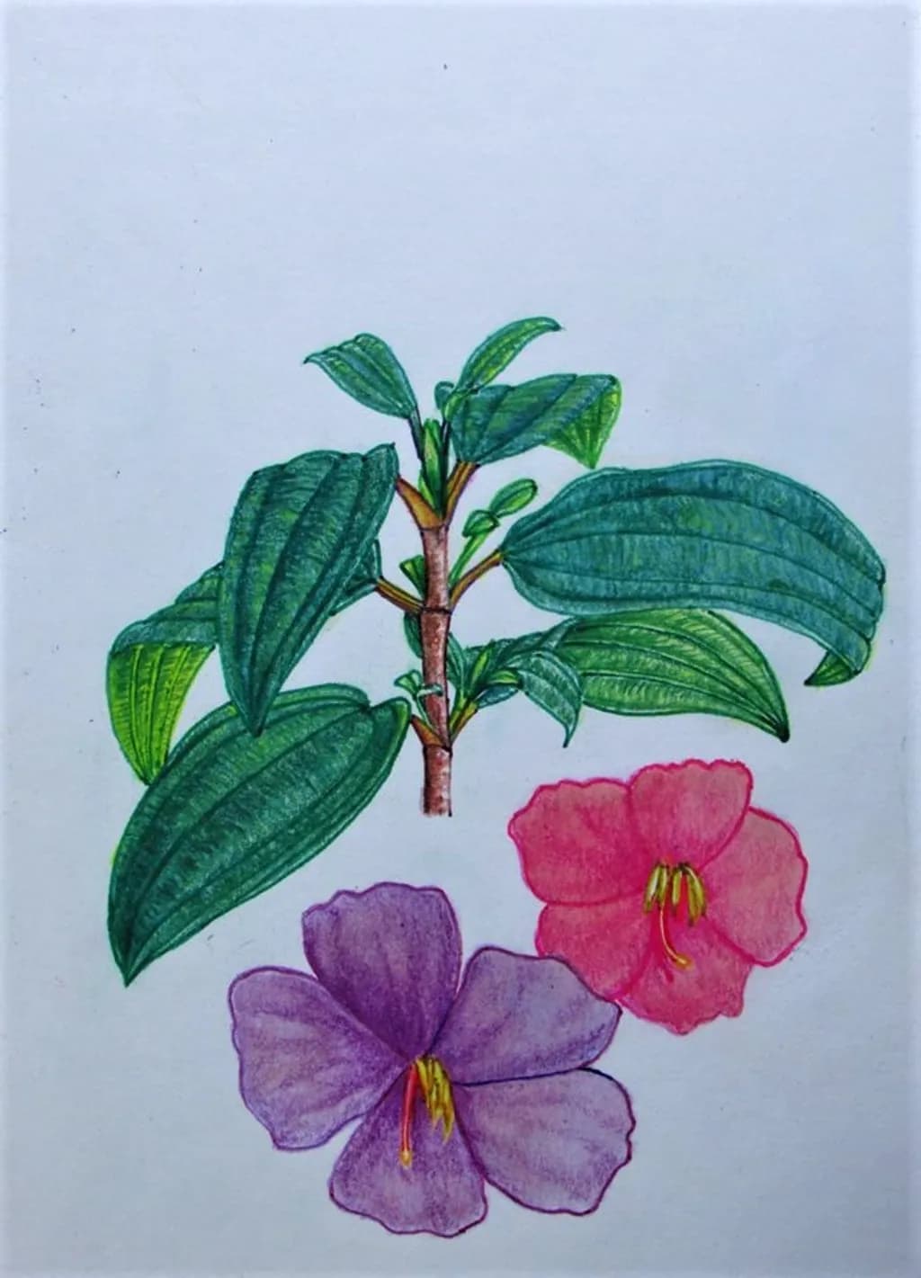 Tibouchina Lepidota
