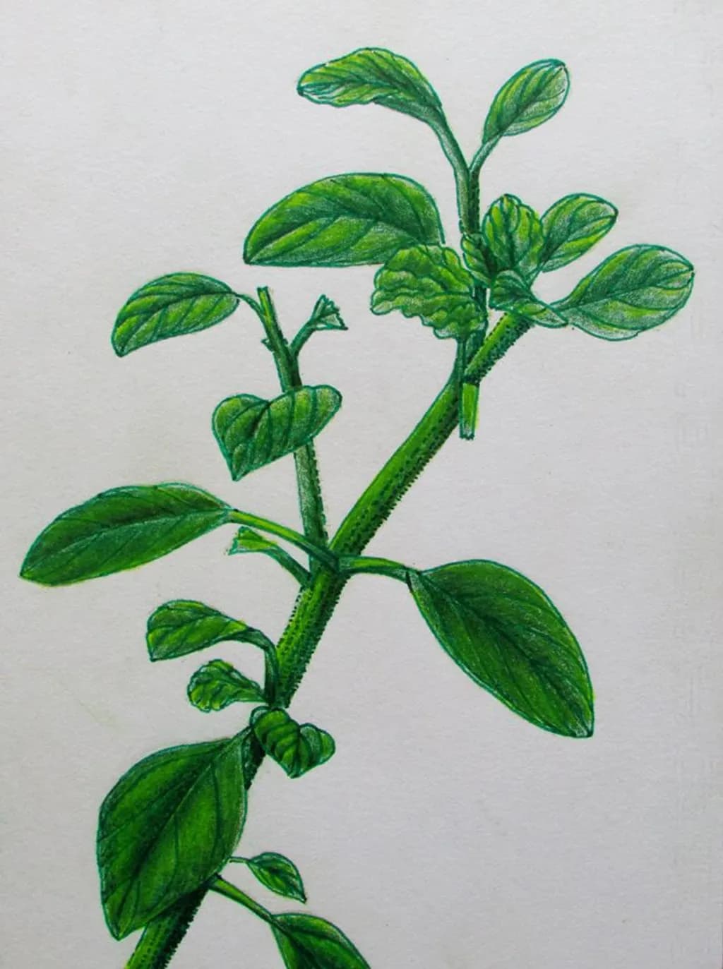 Oregano Delight