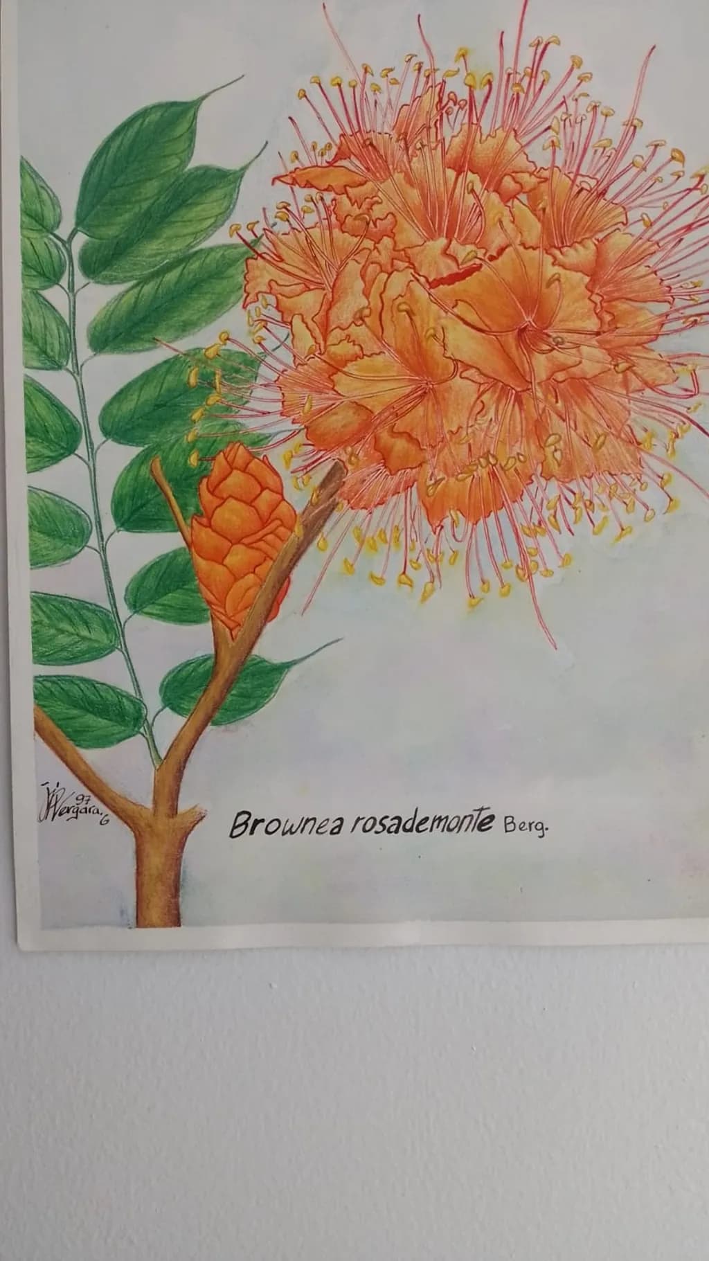 Brownea Rosademonte