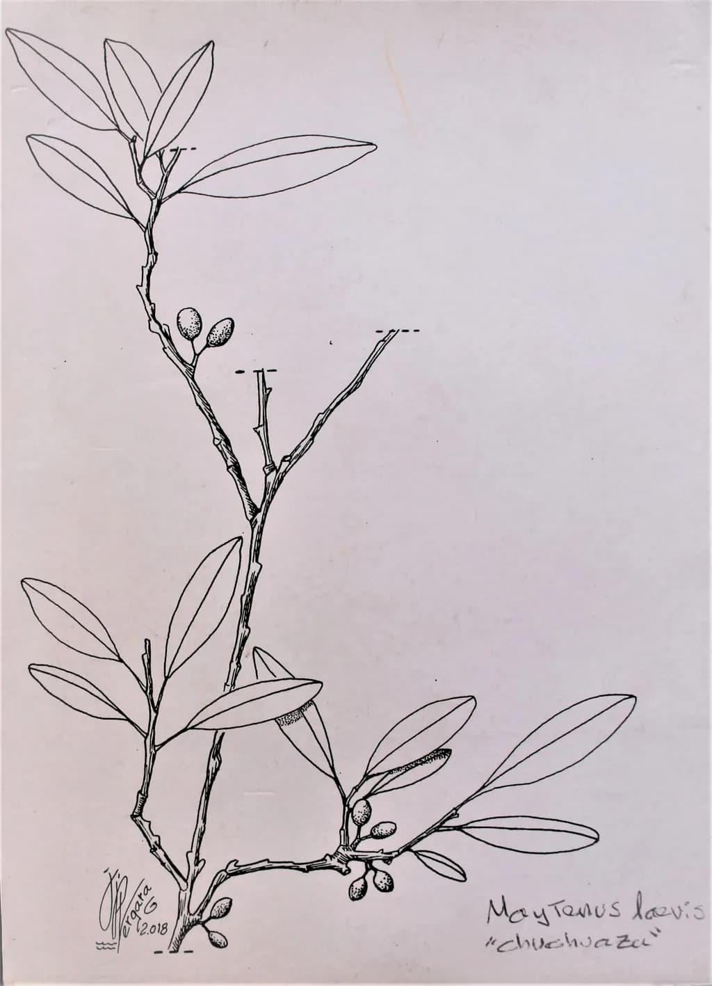 Chuchuaza or Maytenus laevis