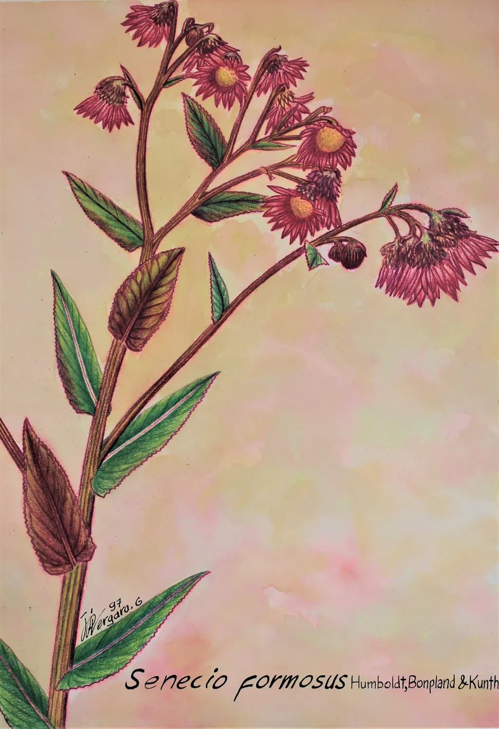 Senecio Formosus