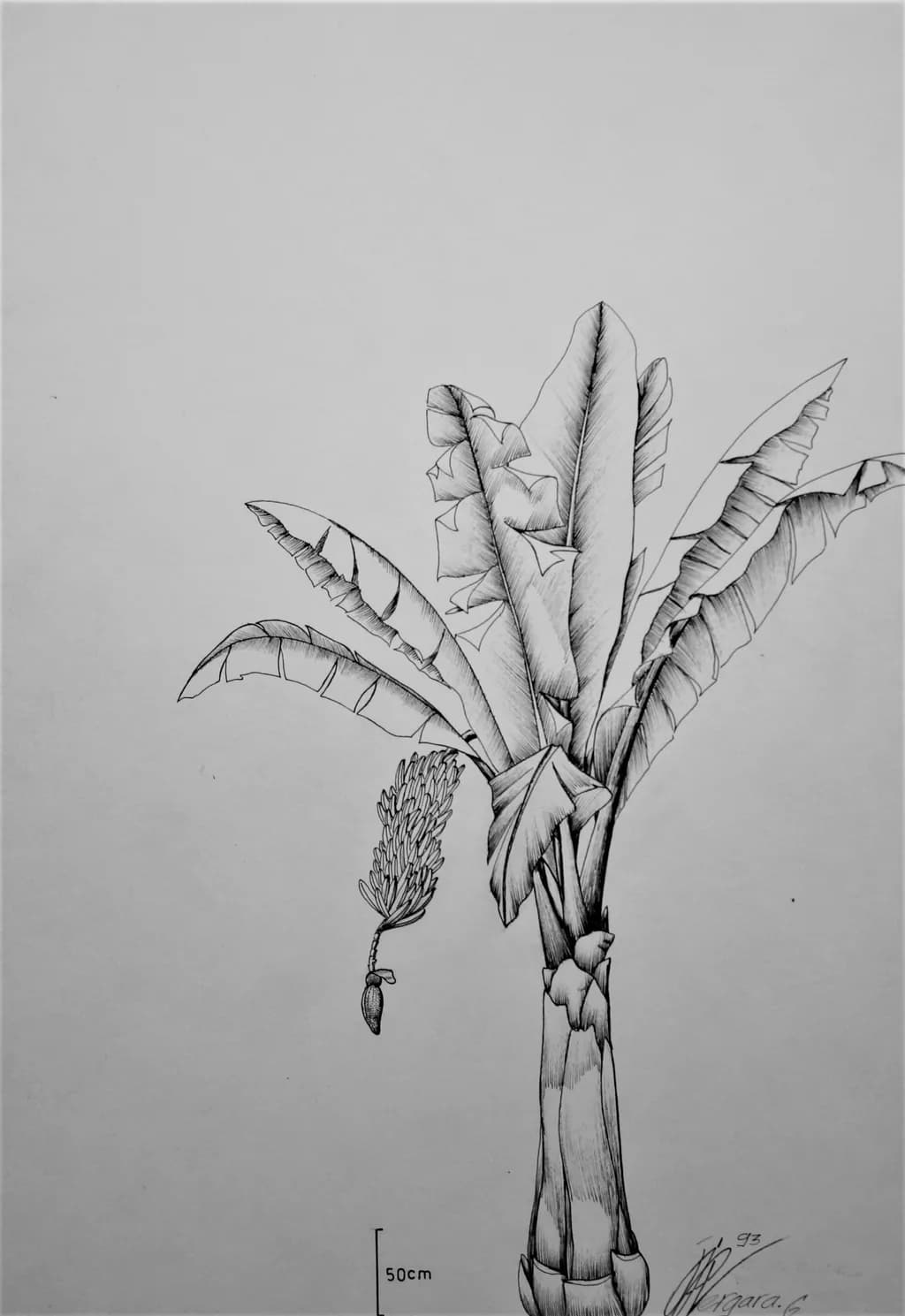 Musa paradisiaca