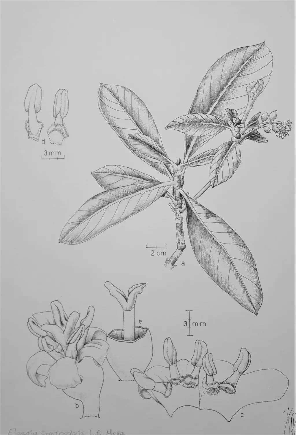 Elaegia pastoensis or "Barníz de Pasto"
