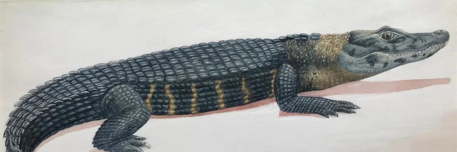 Banner del perfil