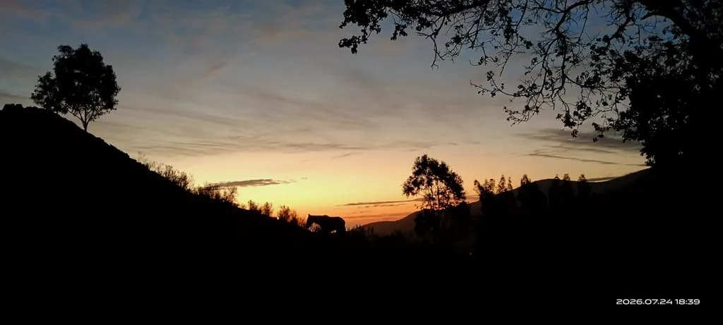 Sunset Silhouettes