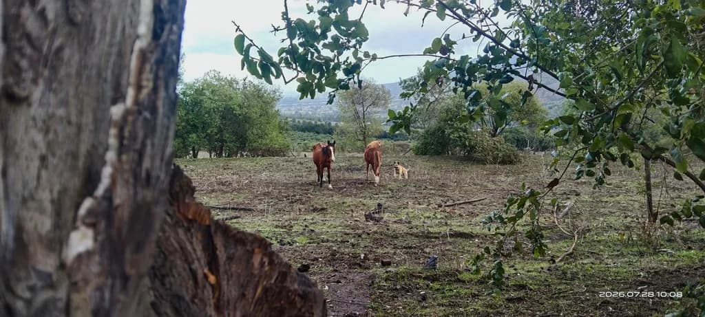 Field with Horses and Dog