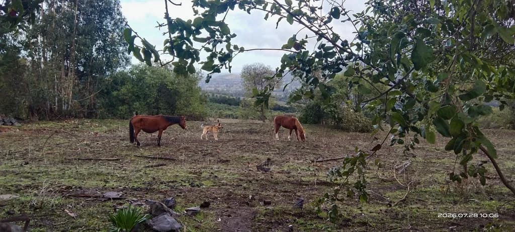 Pasture Presence