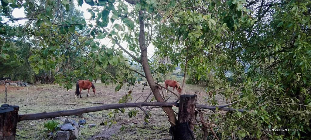 Pasture Between Trees