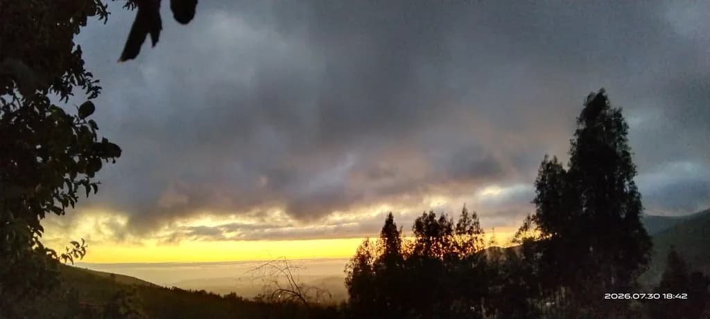 Sunset Through Trees
