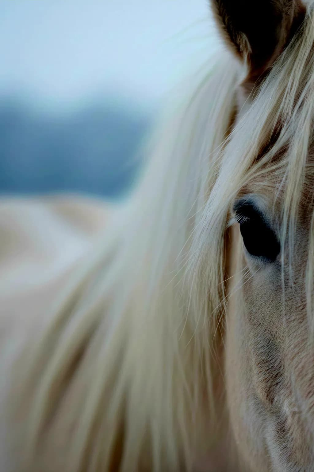 Gentle Gaze