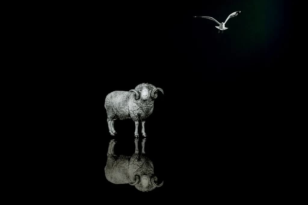 Reflections of Resilience