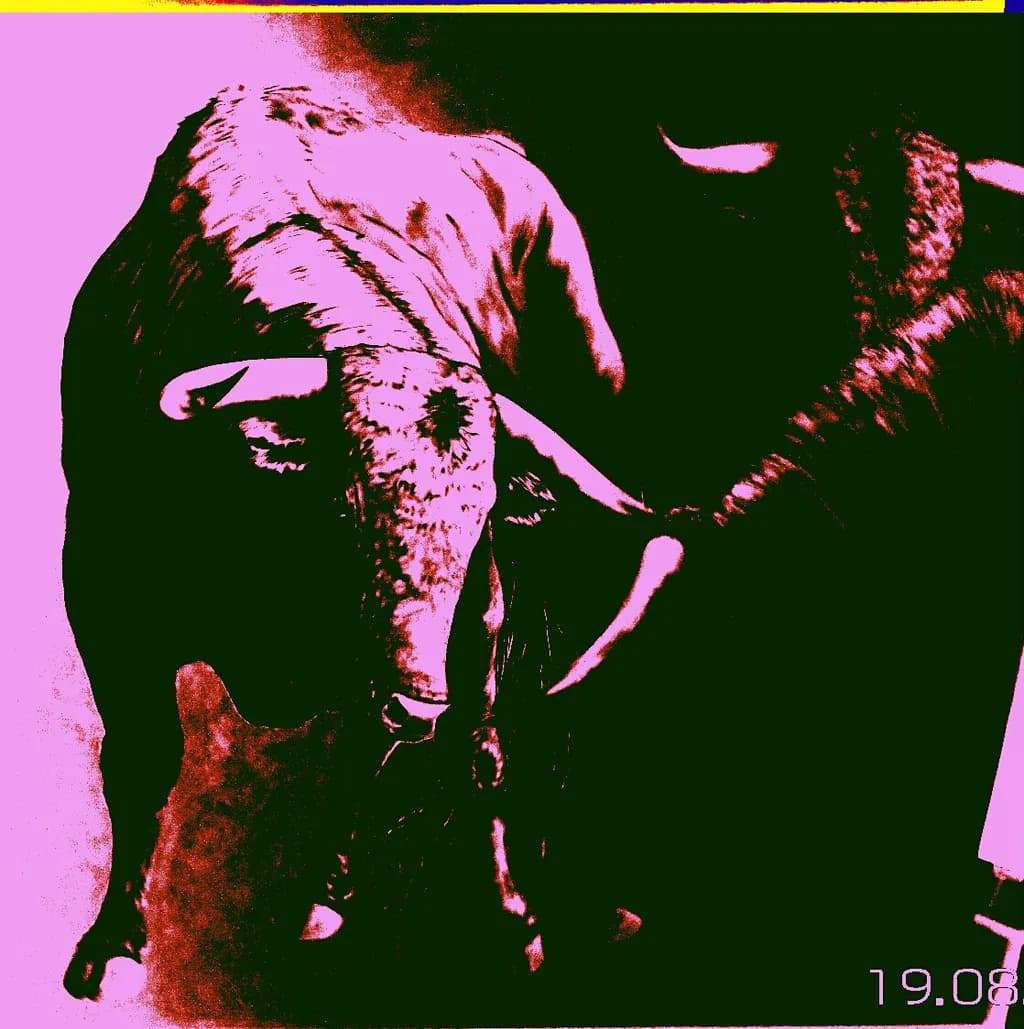 Bull in Color