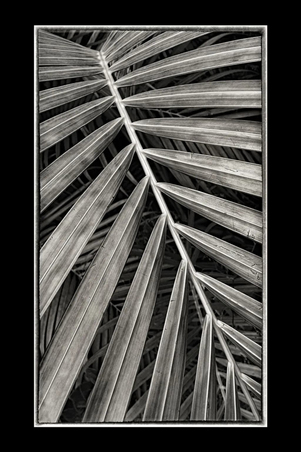 Palm Veins