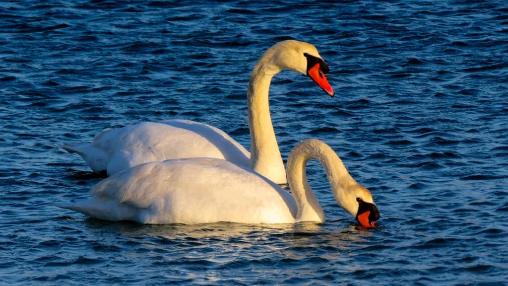 Twin Elegance
