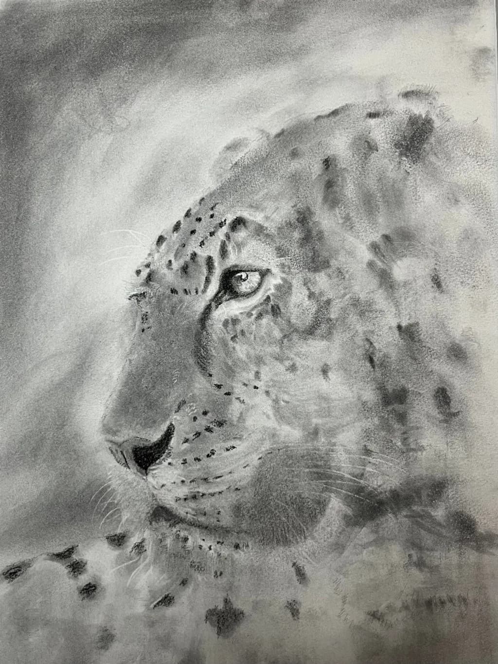 Leopard