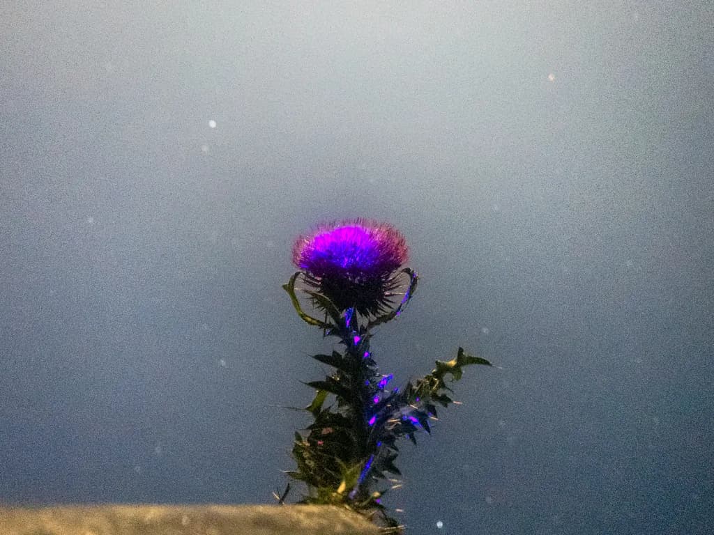 Purple Thistle