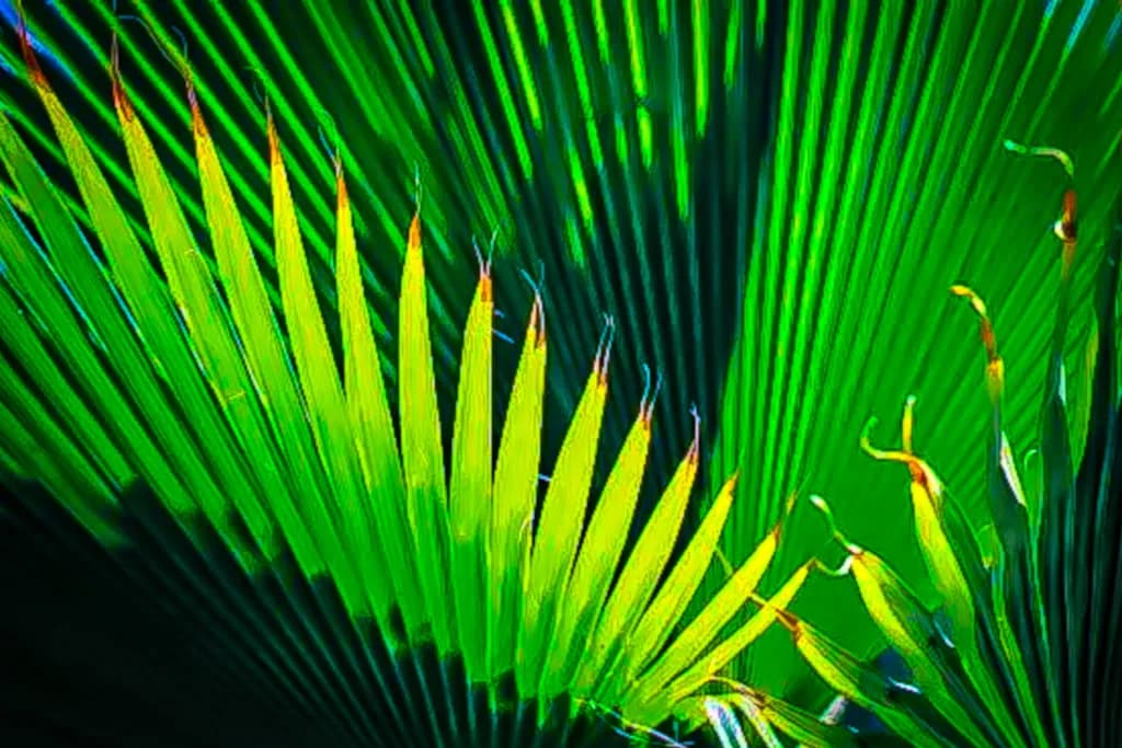 Palm Dance