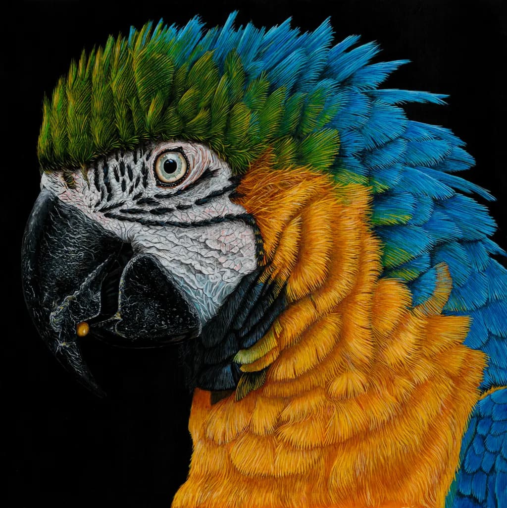 Guacamayo Portrait