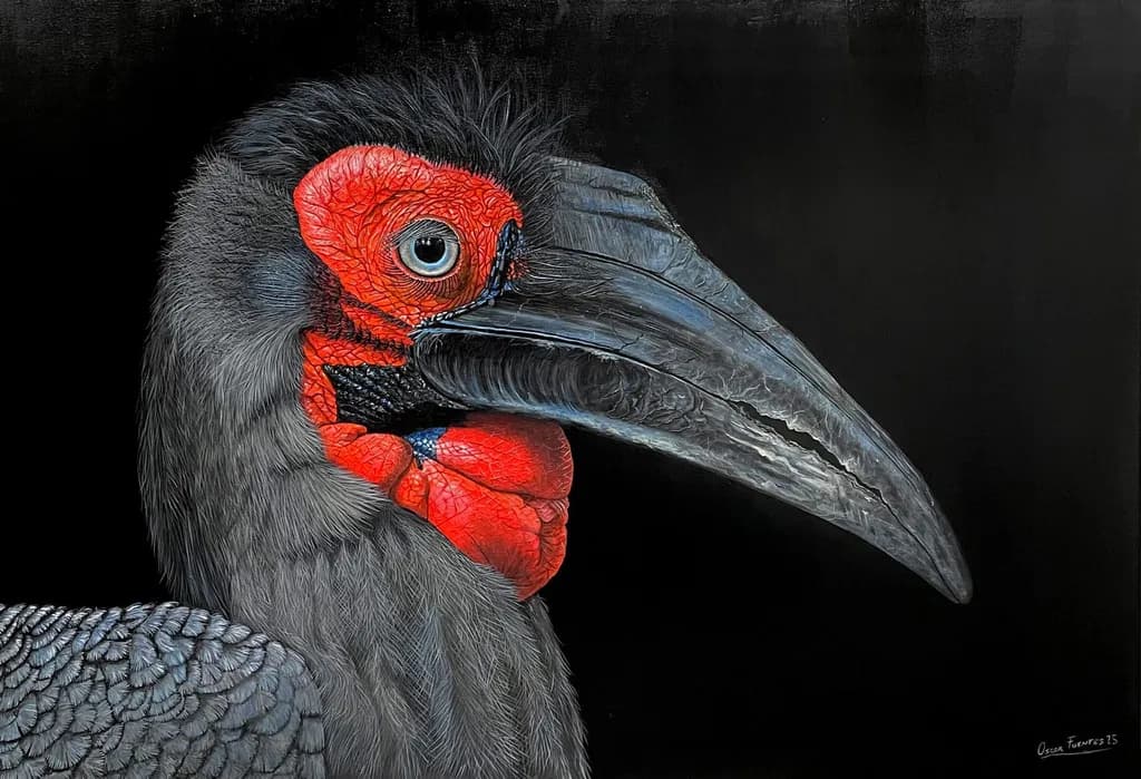 Southern Ground Hornbill Profile