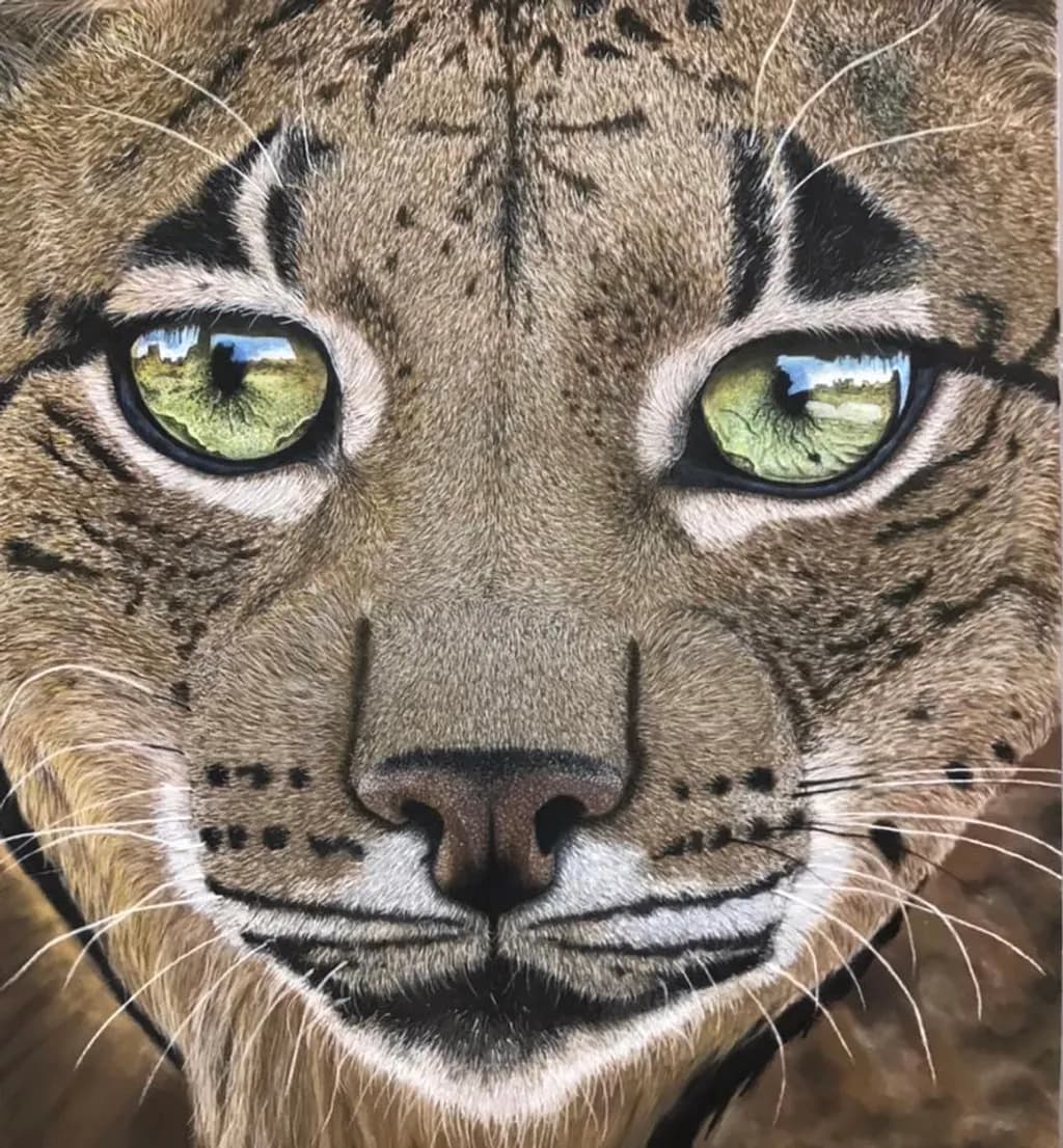 Leopard Gaze