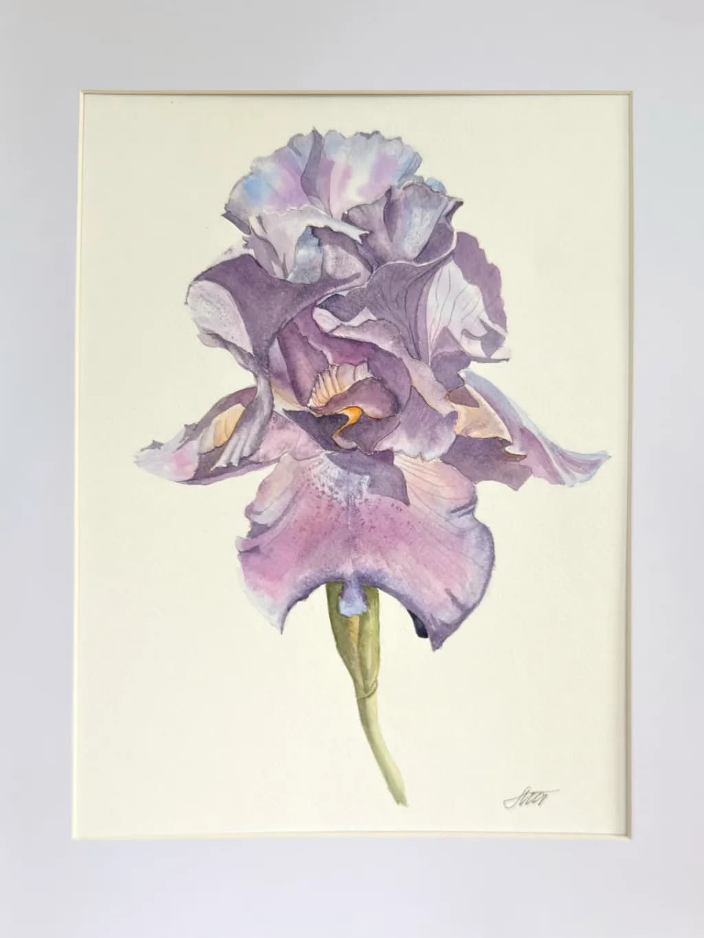 Purple Iris Bloom