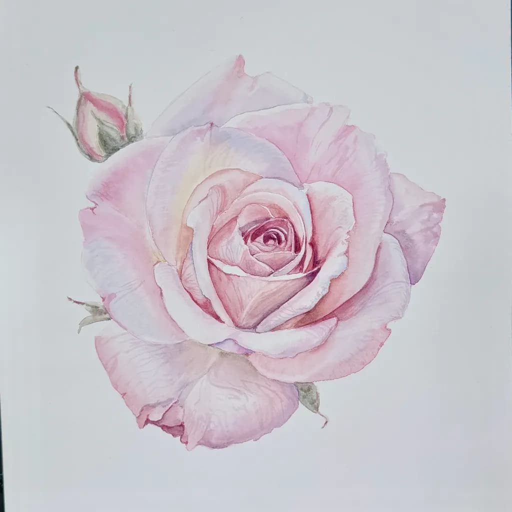 Pink Rose Bloom