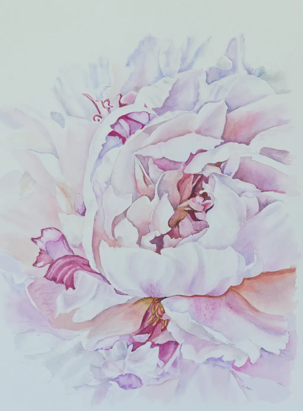 Delicate Peony Bloom