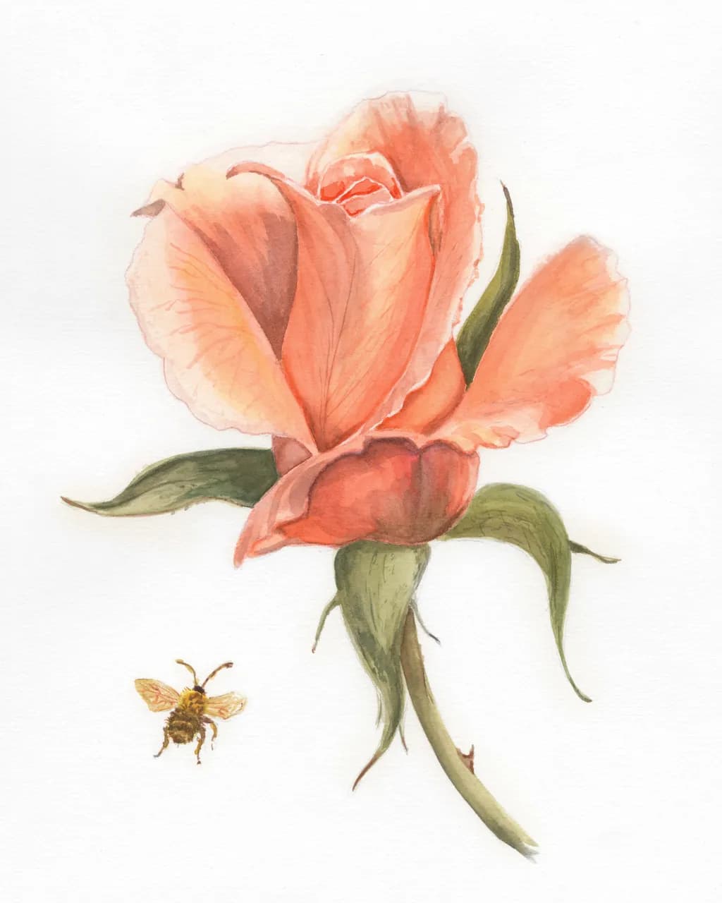 Peach Rose with Bee