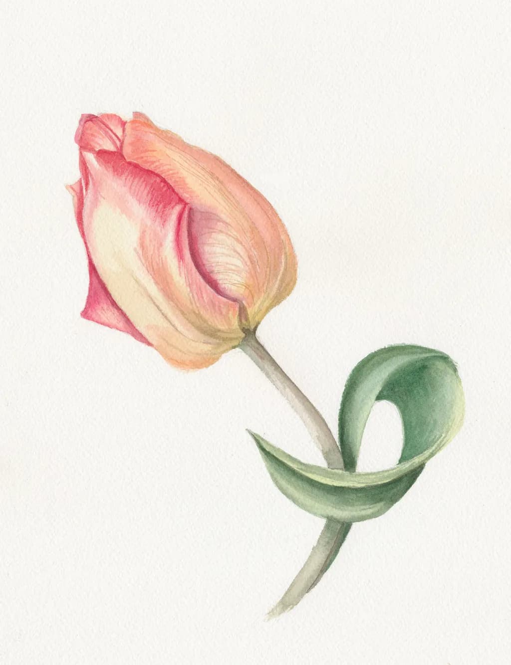 Peach Tulip
