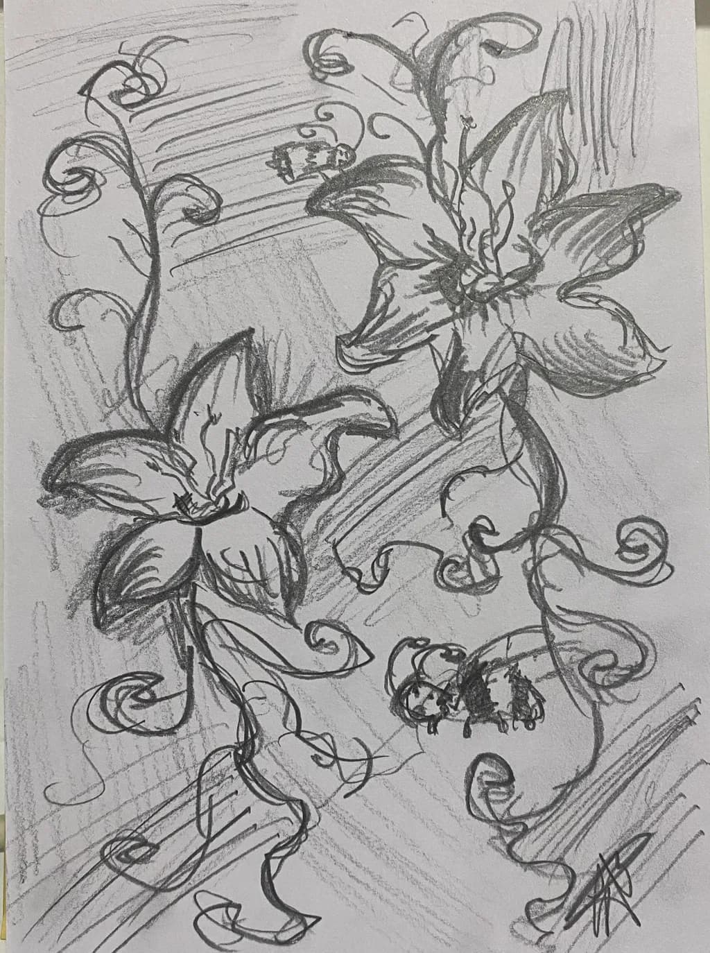 Curled Lilies