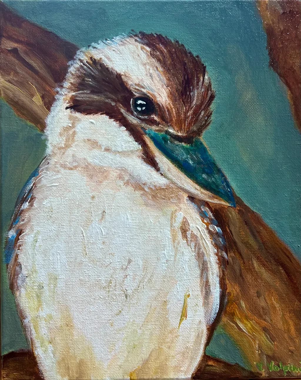 Kookaburra Gaze
