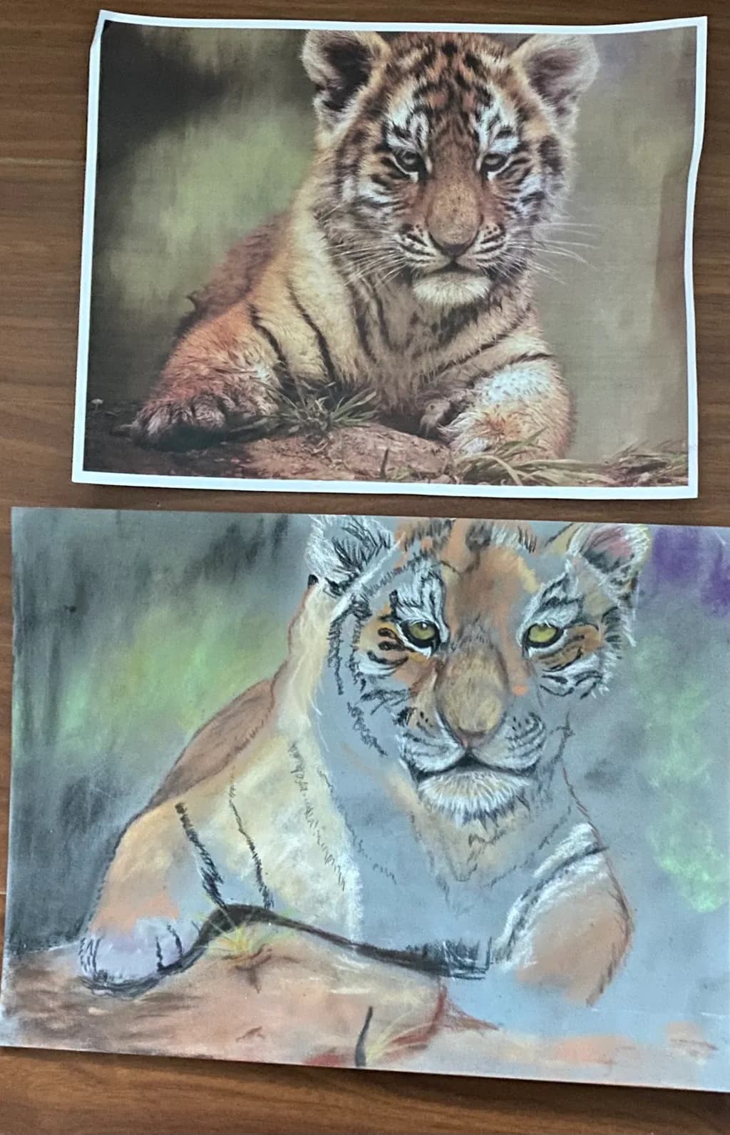 Tiger Portraits