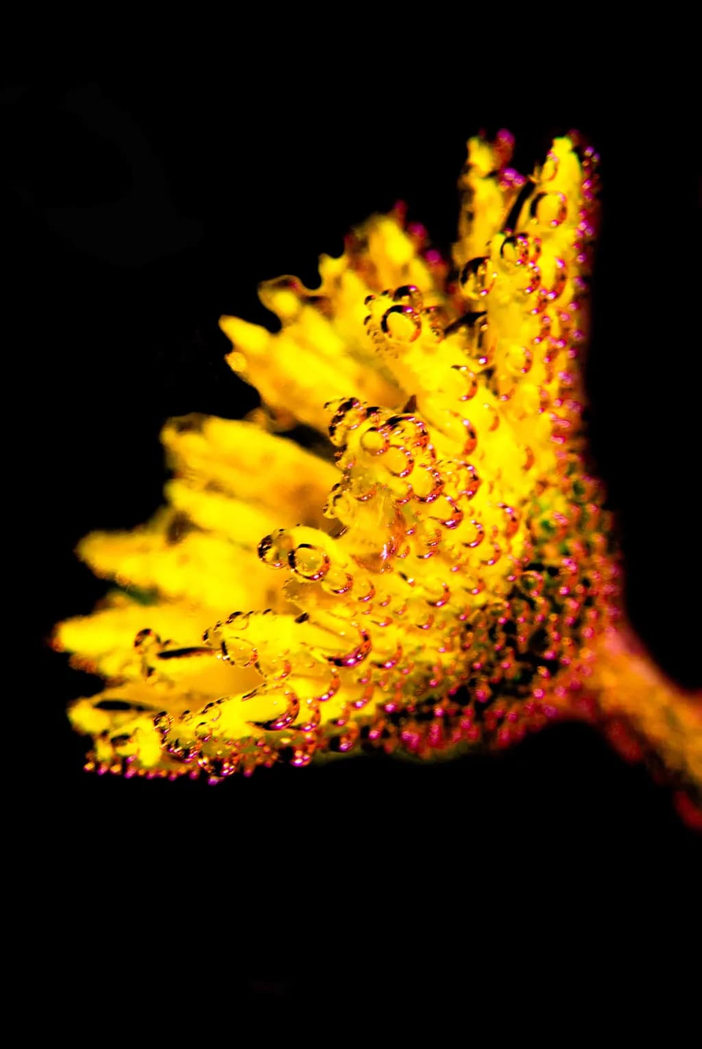 Crystal Bloom