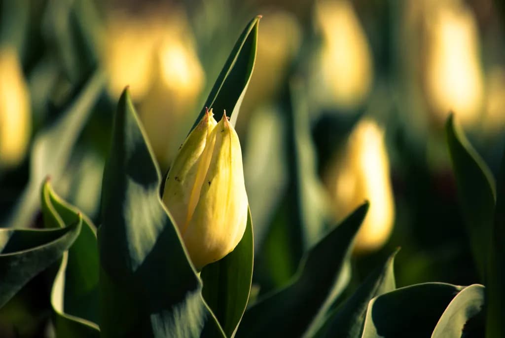Yellow Tulip Reverie