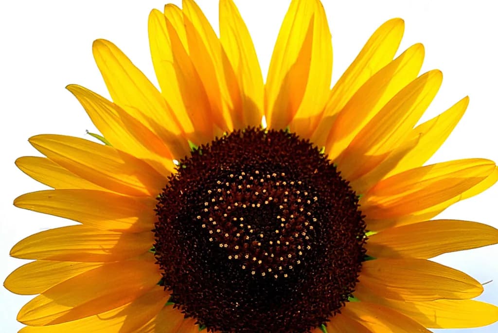 Heartflower