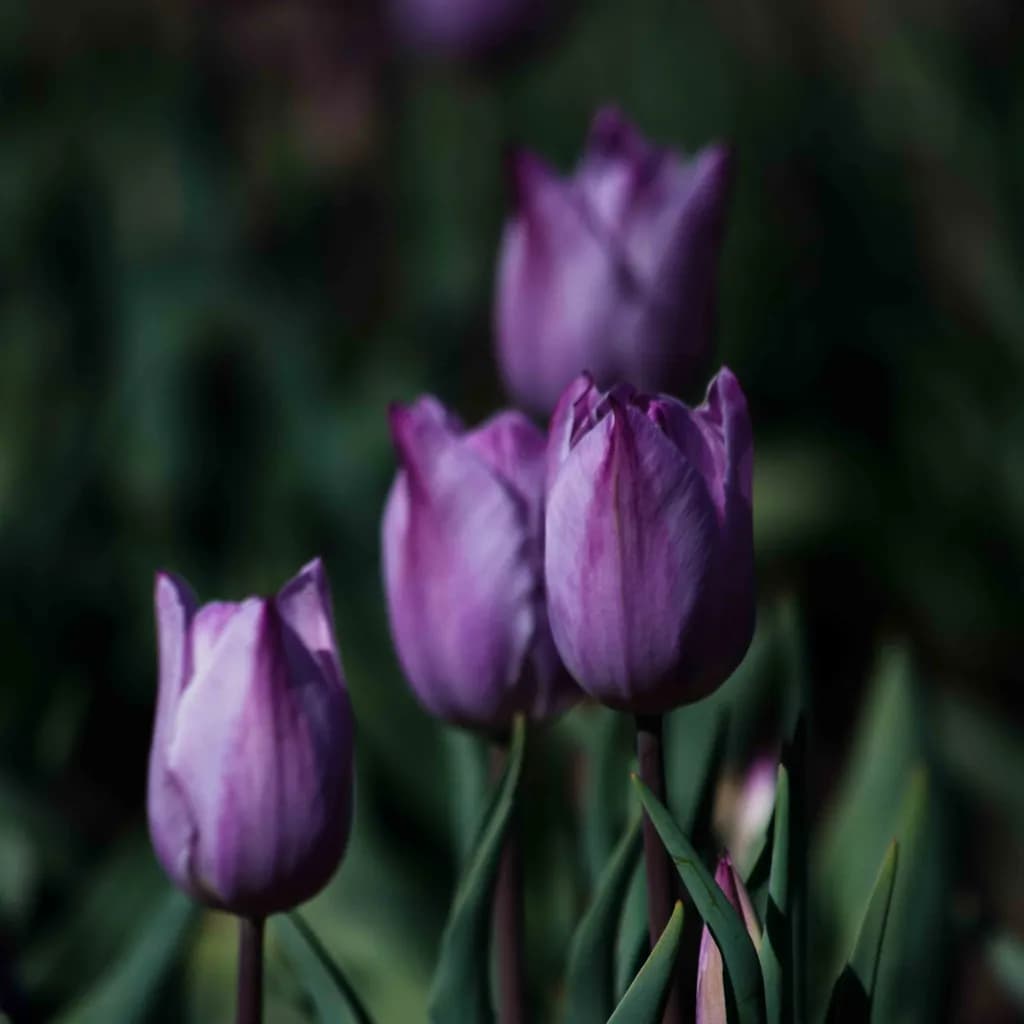 Dusky Tulips
