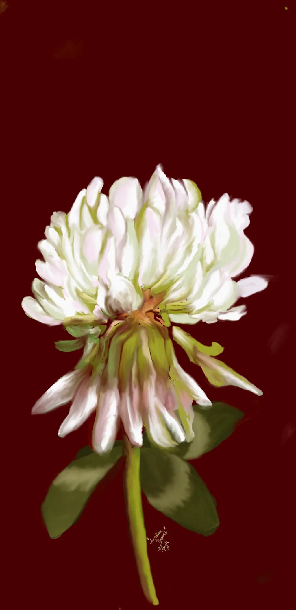 Trifolium Repens