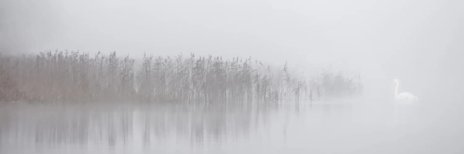 Profilbanner