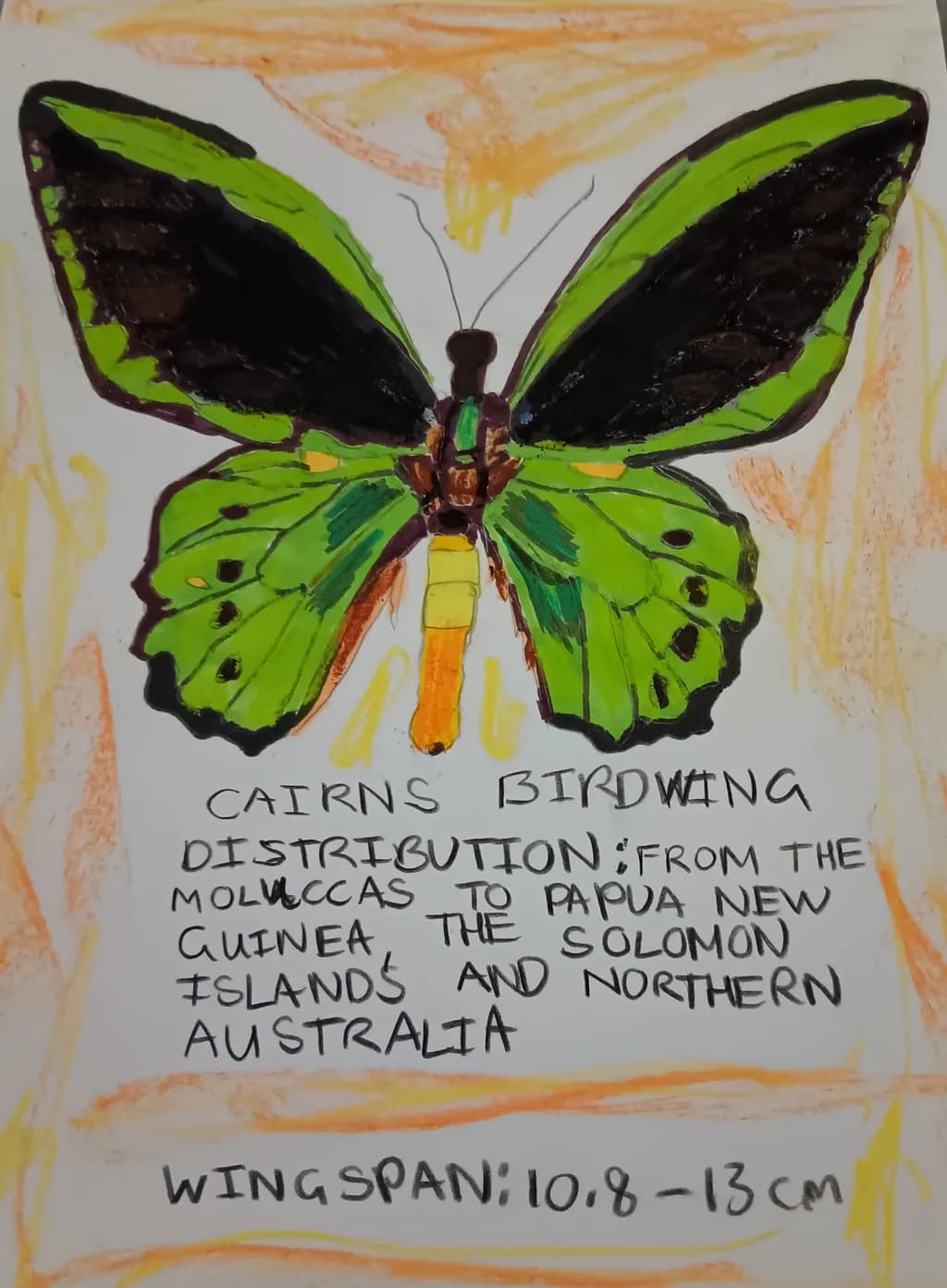 Cairns Birdwing Butterfly