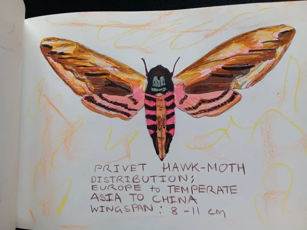 Privet Hawk-Moth Illustration