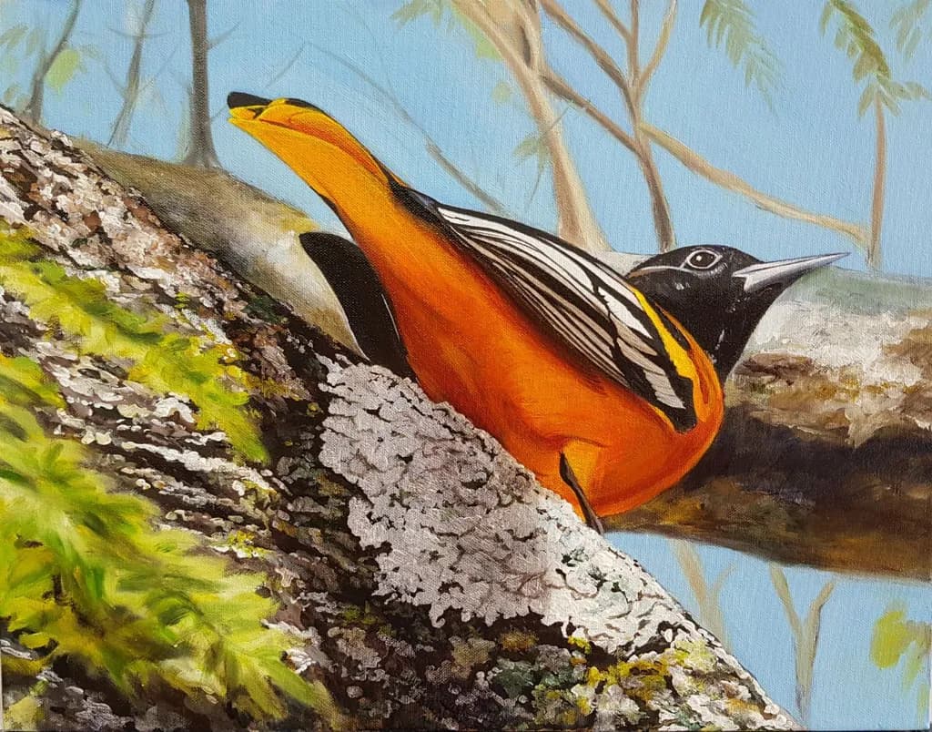 Oriole on Bark