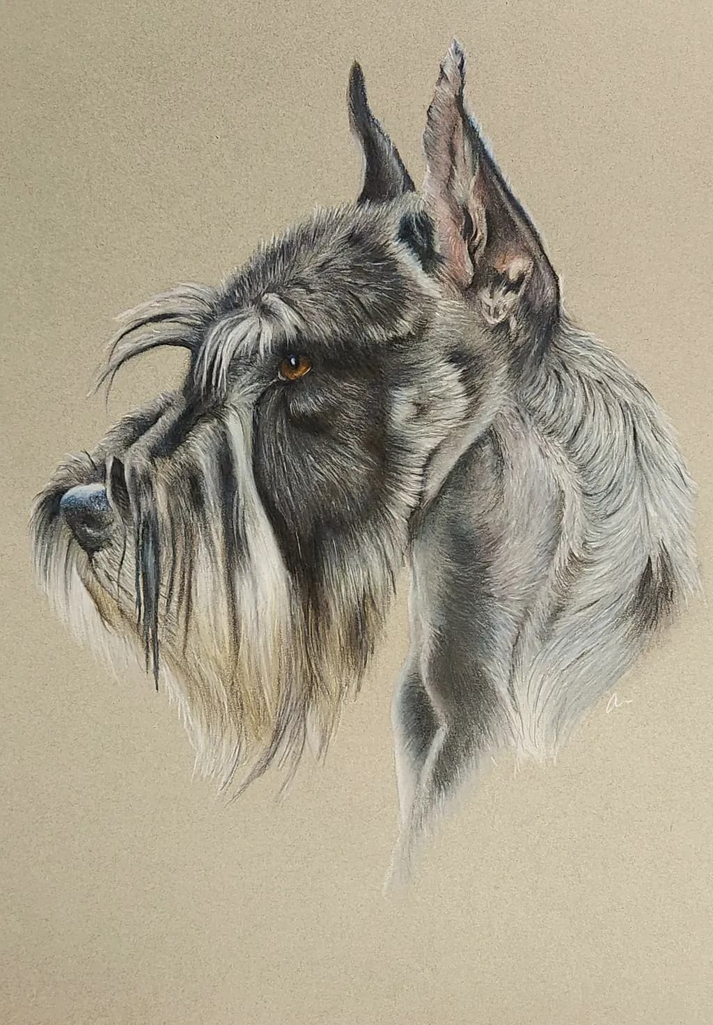Stoic Schnauzer Profile