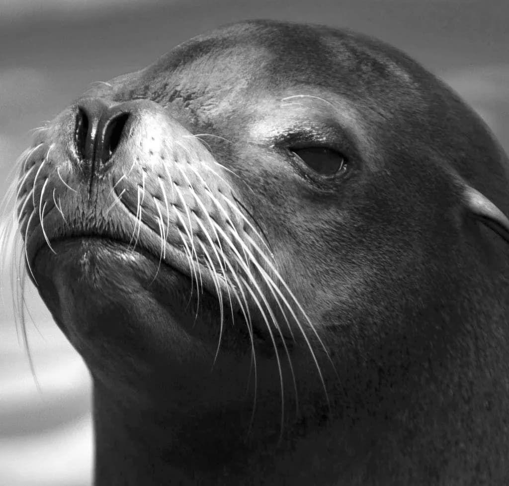 Seal Portrait